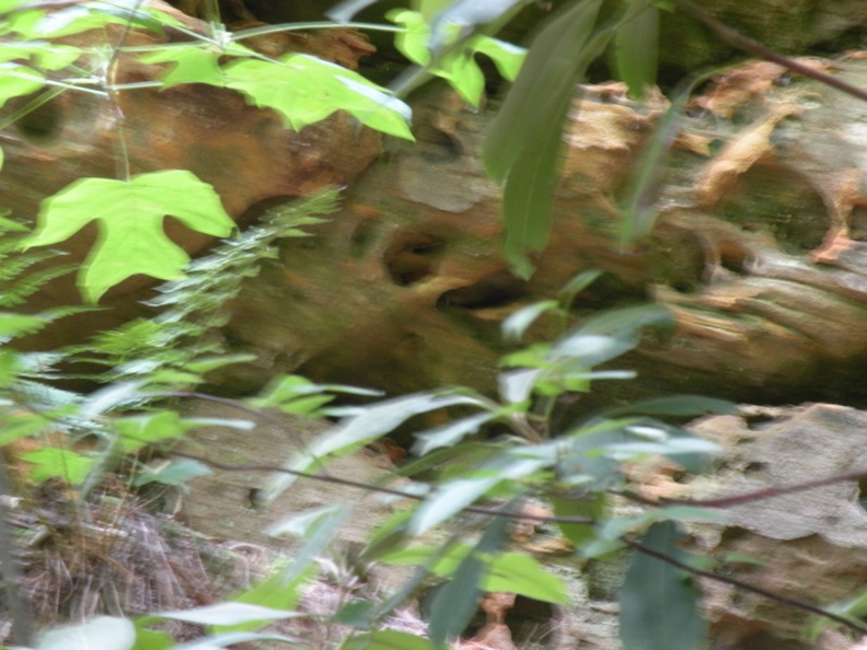 Gladie Creek, Red River Gorge